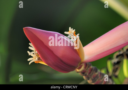 Fleur de bananier nain indien, Musa mannii Banque D'Images