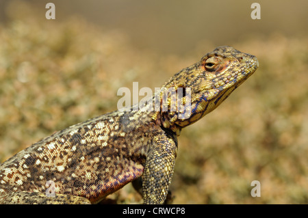 Rock agama Banque D'Images