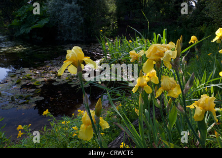 L'étang aux nénuphars au Jardin botanique de Kew en banlieue de Richmond à Londres. Banque D'Images