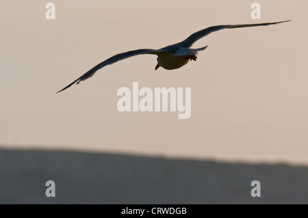 European Herring Gull (Larus argentatus) Banque D'Images