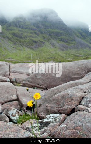 Les pissenlits qui poussent sur les roches dans le Bealach na Ba, Wester Ross Banque D'Images