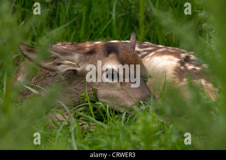 Les jeunes Red Deer (Cervus elaphus se cacher dans l'herbe Banque D'Images