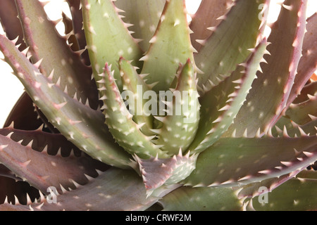 Close-up d'une petite usine d'un aloès cultivé dans un pot sur un fond blanc. Banque D'Images
