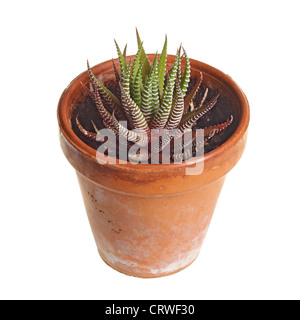 Petite plante de la moule, Haworthia Haworthia fasciata, probablement dans un pot en argile rouge sur un fond blanc. Banque D'Images