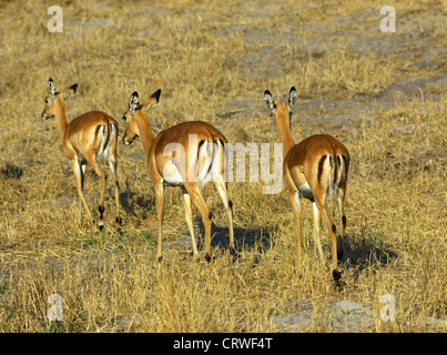 Antilopes Impala, Madikwe, Afrique du Sud Banque D'Images