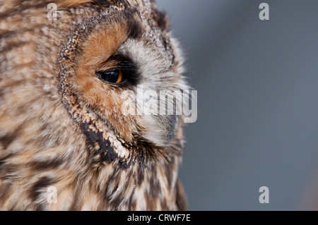 Long-eared Owl (Asio otus) portrait Banque D'Images