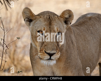 Chasseresse borgne - lionne aveugle de l'œil gauche dans paysage sec du lac Manze Selous Tanzanie Banque D'Images