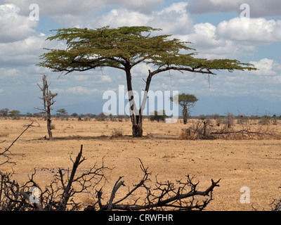 Acacia arbres emblématiques juxtaposés dans le paysage aride du lac Manze Selous en Tanzanie dans la saison sèche Banque D'Images