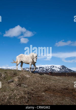 L'Islandic, Islande pony (Equus caballus),de,l'Islande de haukadalur Banque D'Images