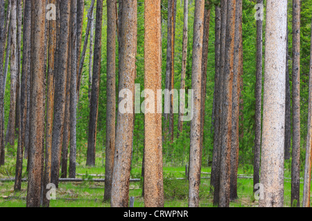 Forêt de pins tordus dans le Parc National de Yellowstone, Wyoming, USA Banque D'Images