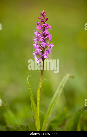 Early Purple Orchid Orchis mascula en fleurs sur un site d'intérêt scientifique en milieu rural Flintshire, Pays de Galles, Royaume-Uni découlant plant Banque D'Images
