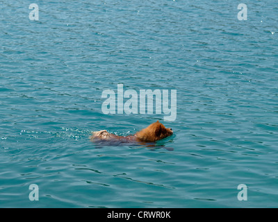 Grown-up redish Chow-chow (Songshi Quan) chien nageant dans une île près de la mer Banque D'Images