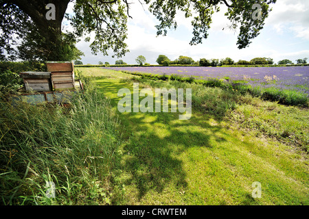 Ruches en bordure de champ de lavande à Somerset Lavender Farm, Faulkland, Somerset. Banque D'Images