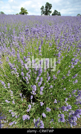 Vue rapprochée de champ de lavande à Somerset Lavender Farm, Faulkland, Somerset. Banque D'Images