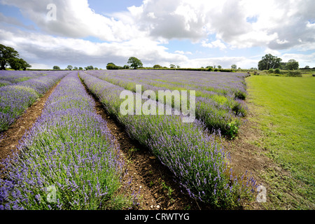 Champ de lavande à Somerset Lavender Farm, Faulkland, Somerset. Banque D'Images