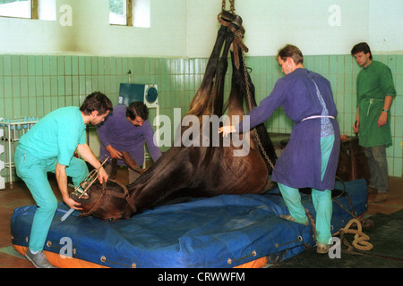 Vétérinaires dans une opération sur le cheval Banque D'Images