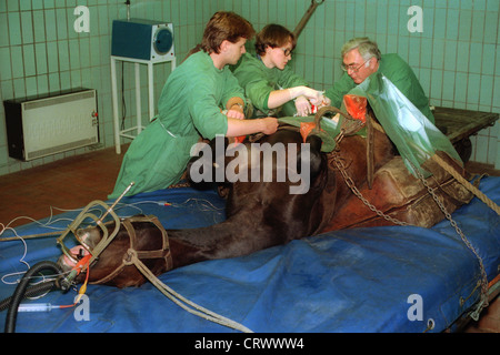 Vétérinaires dans une opération sur le cheval Banque D'Images