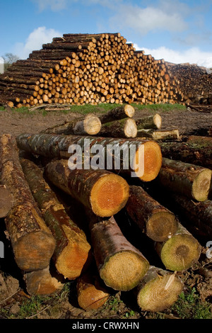 Bois abattu dans le Parc Forestier de Galloway, Scotland Banque D'Images