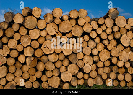 Bois abattu dans le Parc Forestier de Galloway, Scotland Banque D'Images