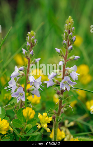 Heath Speedwell Veronica officinalis - Banque D'Images