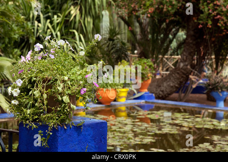Scène colorée dans le jardin Majorelle (jardin Majorelle), Marrakech, Maroc afrique M Banque D'Images