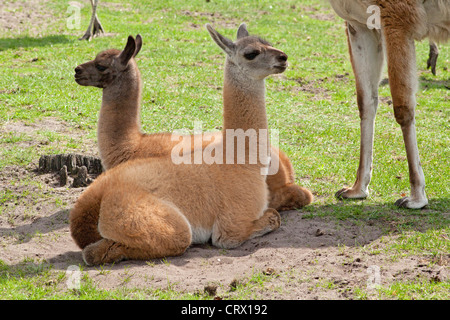 Les jeunes guanacos (Lama guanicoe), parc Serengeti, Hodenhagen, Basse-Saxe, Allemagne Banque D'Images
