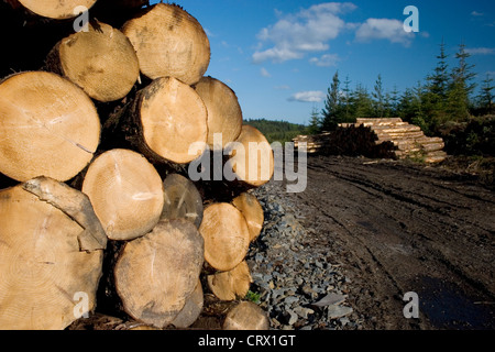 Bois abattu dans le Parc Forestier de Galloway, Scotland Banque D'Images