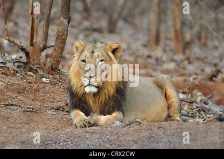 L'Asiatic lion, Panthera leo persica Banque D'Images