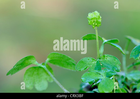 Moschatel adoxa moschatellina townhall réveil Banque D'Images