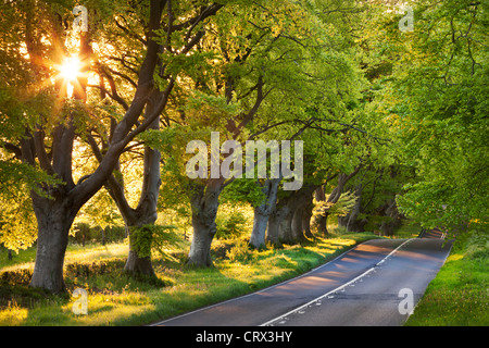 Route bordée de hêtres en soir soleil, Wimborne, Dorset, Angleterre. Printemps (mai) 2012. Banque D'Images