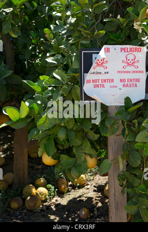 Un panneau met en garde contre l'application du pesticide chlorpyrifos (Lorsban) dans un California Orange Grove Banque D'Images