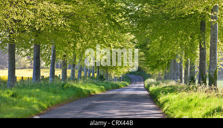 Route de campagne bordée d'hêtre en milieu rural Dorset, Angleterre. Printemps (mai) 2012. Banque D'Images