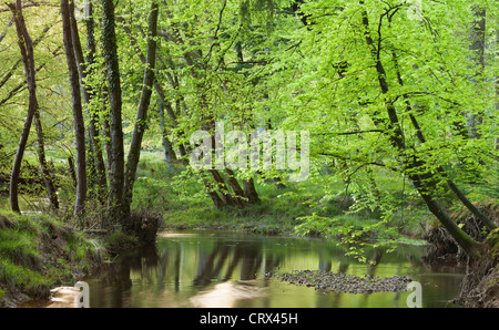 Blackwater river dans le New Forest, Hampshire, Angleterre. Printemps (mai) 2012. Banque D'Images