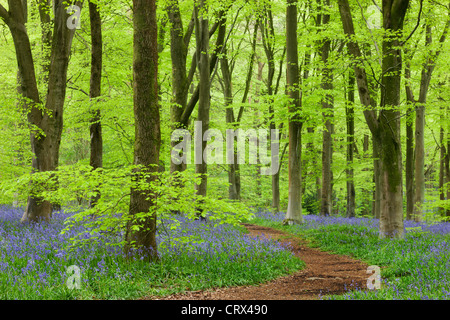 Tapis de jacinthes des bois de hêtre, dans un bois de l'Ouest, Wiltshire, Angleterre. Printemps (mai) 2012. Banque D'Images