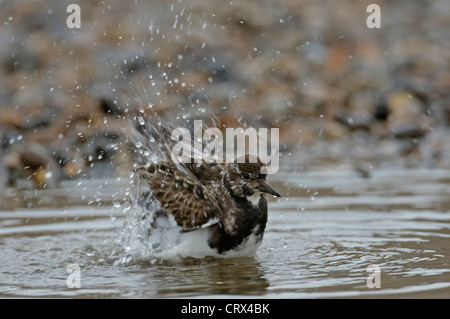 Tournepierre à collier (Arenaria interpres) adultes hiver baignade en flaque. Le Norfolk. Novembre. Banque D'Images