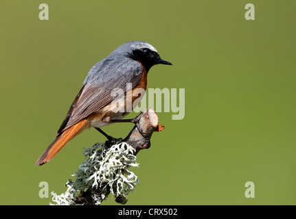 Paruline flamboyante d'un homme perché sur une branche Banque D'Images
