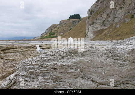 L'onagre fascinantes formations rocheuses calcaires sur la péninsule de Kaikoura dans l'île du sud de Nouvelle-Zélande. Banque D'Images