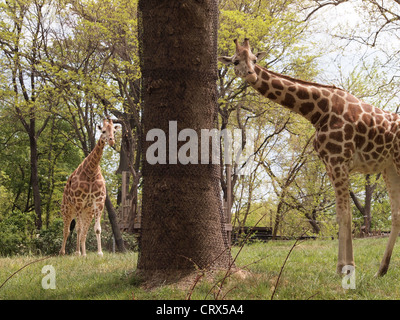 Les Girafes au zoo du Bronx, Bronx, New York, USA, 18 avril 2012, © Katharine Andriotis Banque D'Images
