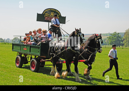 Fuller's Shire chevaux tirant dray donnant des promenades au Weald et Downland Open Air Museum, Singleton, West Sussex. Banque D'Images