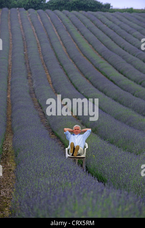 Andrew Elms dans son champ de lavande à Lordington ferme près de Chichester, West Sussex UK Banque D'Images