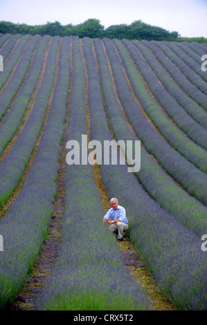 Andrew Elms dans son champ de lavande à Lordington ferme près de Chichester, West Sussex UK Banque D'Images