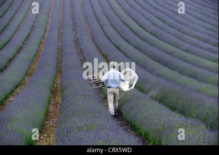 Andrew Elms dans son champ de lavande à Lordington ferme près de Chichester, West Sussex UK Banque D'Images