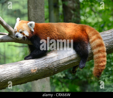 Le panda rouge reposant sur un arbre Banque D'Images