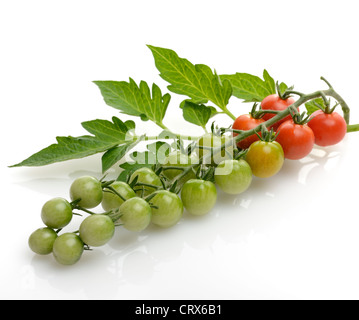 Grappe de tomates cerises sur fond blanc Banque D'Images