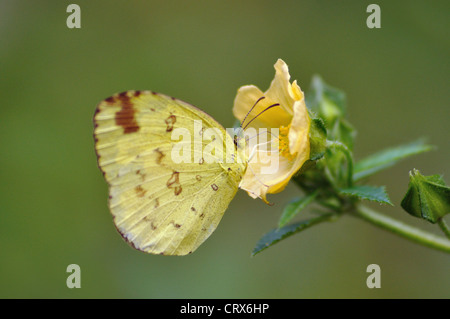 Papillon jaune commun se nourrissant sur une fleur jaune. Pieridae Banque D'Images