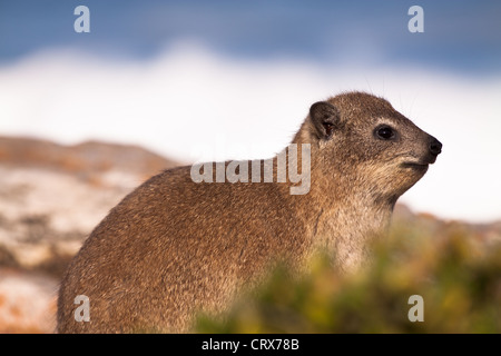 Hyrax Rock dassie ou assis sur des pierres sur la côte, dont les vagues visibles dans l'arrière-plan Banque D'Images