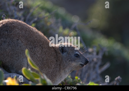 Hyrax Rock dassie ou assis sur des pierres sur la côte, entouré de végétation fynbos Banque D'Images