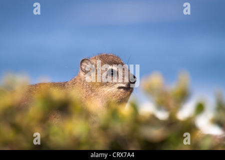 Hyrax Rock dassie ou assis sur des pierres sur la côte, avec l'océan en arrière-plan Banque D'Images