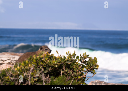 Hyrax Rock dassie ou assis sur des pierres sur la côte, dont les vagues visibles dans l'arrière-plan Banque D'Images