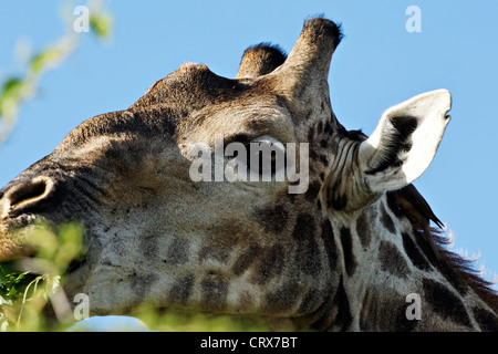 Portrait du visage de la tête d'une Girafe (Giraffa camelopardalis ) Banque D'Images